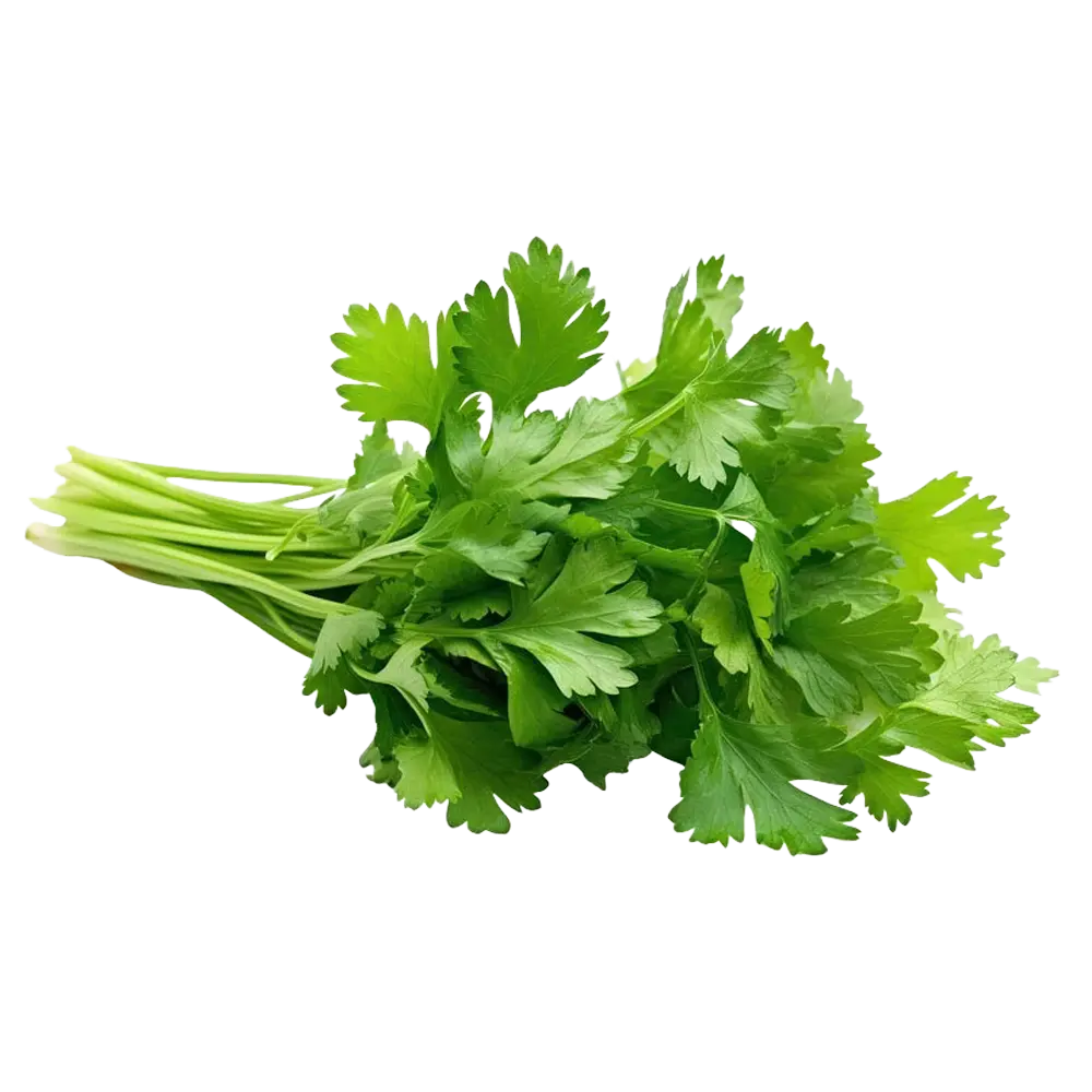 Cilantro