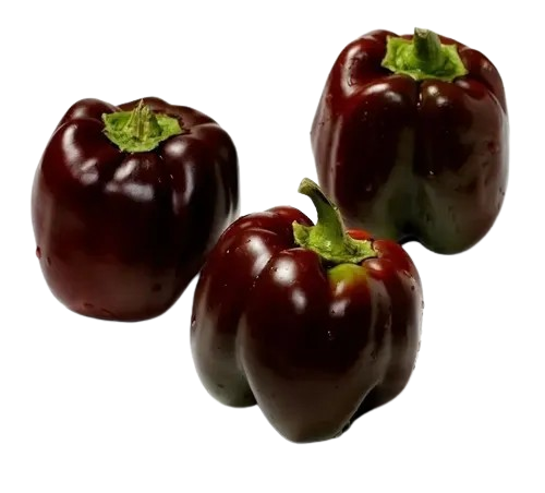 Pimiento morrón chocolate / rojo oscuro