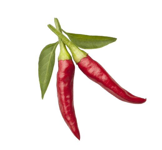 Guindilla