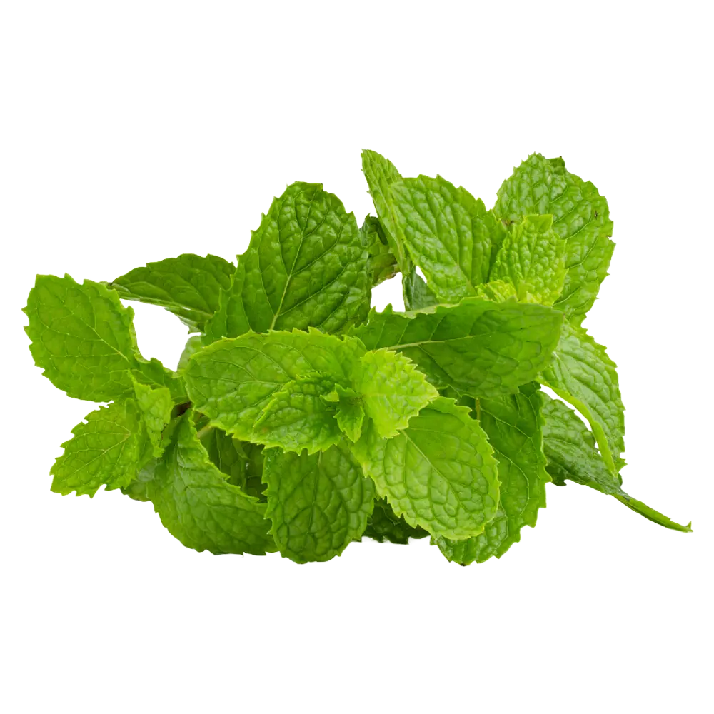 Menta