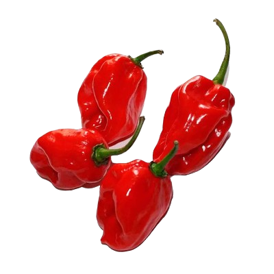 Chile habanero rojo